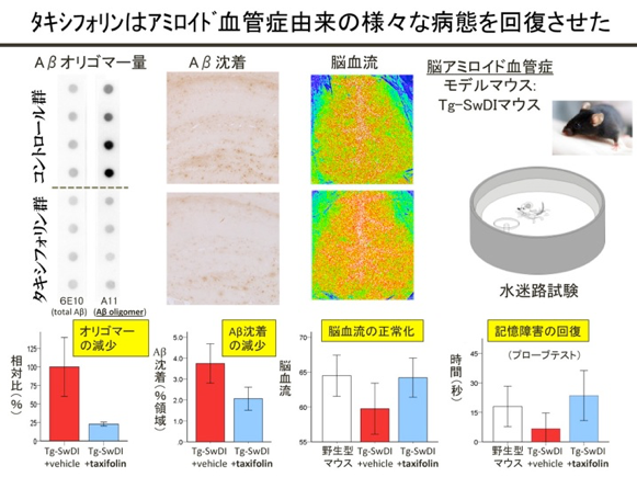 タキシフォリンはアミロイド血管症由来の様々な病態を回復させた